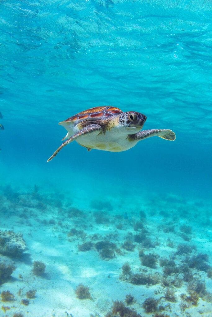 Turtle_02